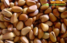 大量批發堅果炒貨特級東北野生松子、開口松子原味松子(大顆粒)_松子_干果炒貨_產品庫_口口可休閑食品網_中國休閑食品貿易網站_中國休閑食品供應商首選電子商務網站